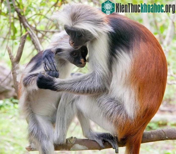 Khỉ đỏ Colobus Zanibar hiện nay chỉ còn khoảng 3000 cá thể trong tự nhiên.