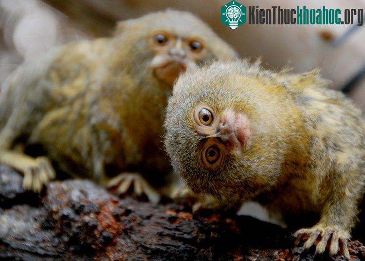 Khỉ lùn đuôi sóc châu Mỹ (Pygmy marmoset)