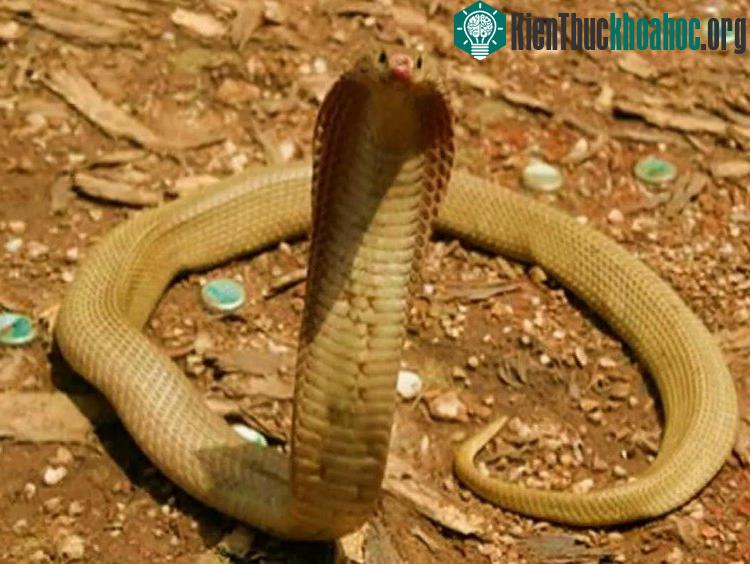 Rắn hổ mang Philippines