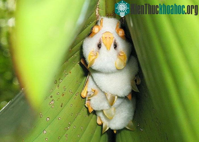 Cận cảnh loài dơi trắng đáng yêu nhìn lạ nhất thế giới ảnh 3