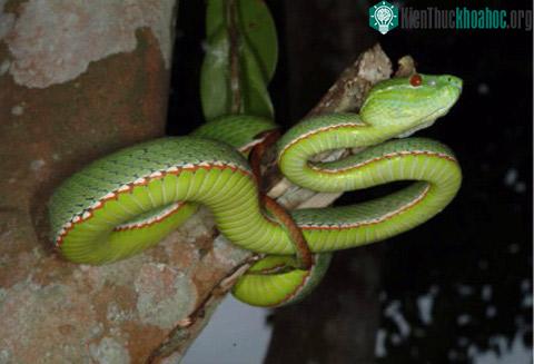 Rắn lục von-gen (Viridovipera vogeli)