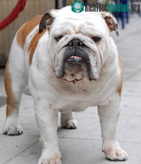 Bulldog ngày nay to lớn, nặng nề hơn, mặt cũng nhiều nếp nhăn hơn.