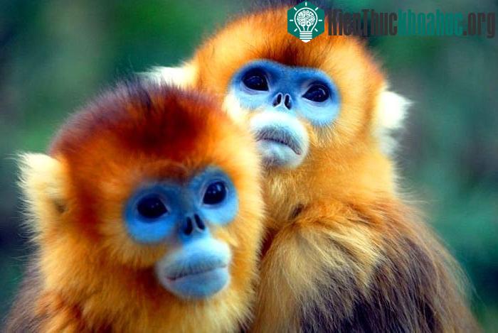 Khỉ là loài động vật thông minh