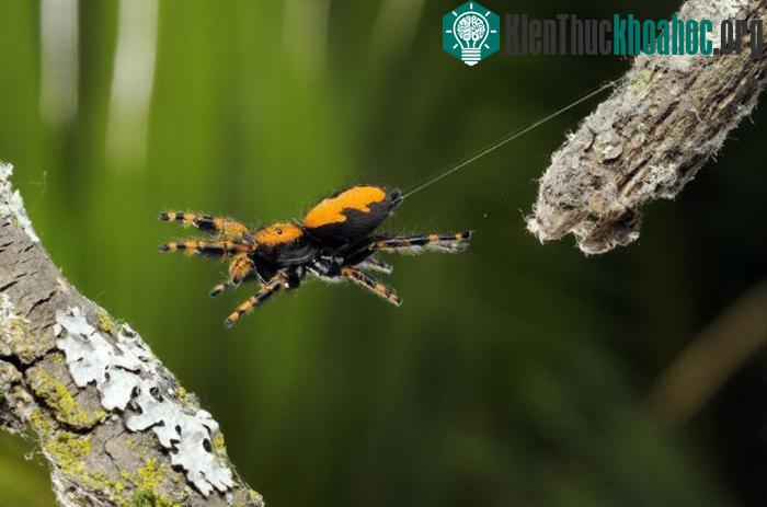 Nhện có thể điều chỉnh huyết áp, bạn có tin nổi không?