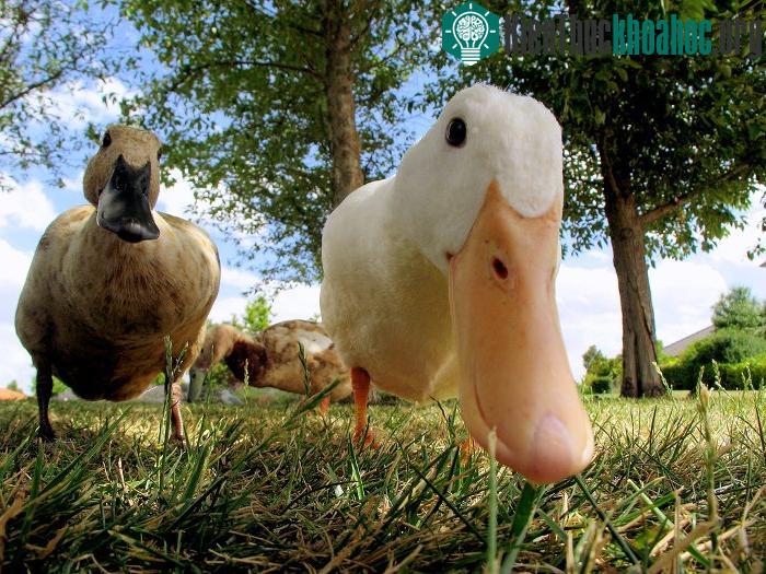 Vịt cái sở hữu một "bảo bối" giúp chúng chống lại hành động "cưỡng dâm".
