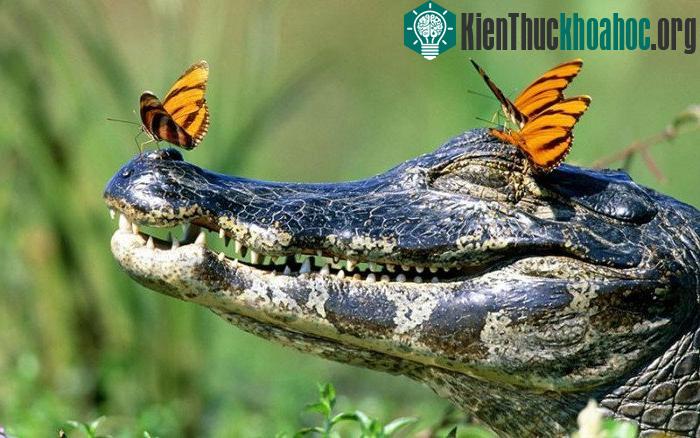 Đôi khi chúng chọn cả cá sấu để uống nước mắt.