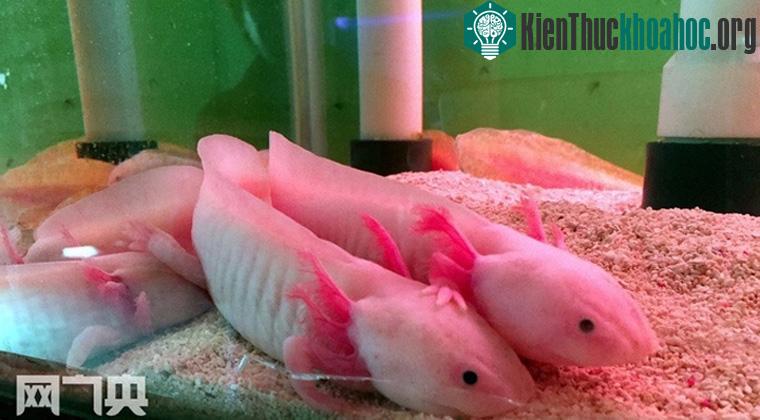 Axolotl được sử dụng rộng rãi trong nghiên cứu khoa học vì khả năng tái sinh nhiều bộ phận cơ thể.