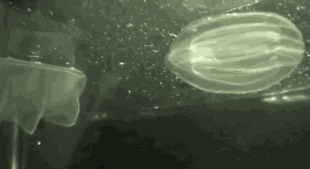 Sứa lược (comb jellies) là những sinh vật được xem là "quái vật ngoài hành tinh dưới đại dương" do vẻ ngoài của chúng. Sứa lược đại diện cho nhánh sinh vật cổ xưa nhất trên Trái đất. Và k...
