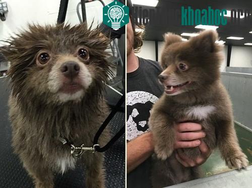 Chú chó đáng yêu này thuộc giống Chocolate Pomeranian.