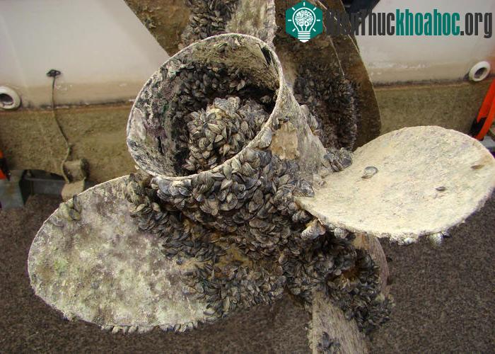 Loài động vật hai mảnh nhỏ bé này có nguồn gốc từ vùng biển châu Âu. Chúng gây ảnh hưởng nghiêm trọng đến hệ sinh thái của vùng Ngũ hồ ở Mỹ. Bốn loài hến sống ở hồ đang bị đặt ở tình trạng nguy hiể...