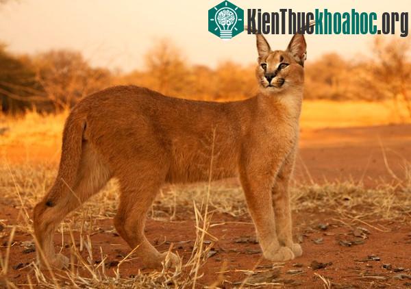 Tìm hiểu về loài mèo hoãng dã Caracal