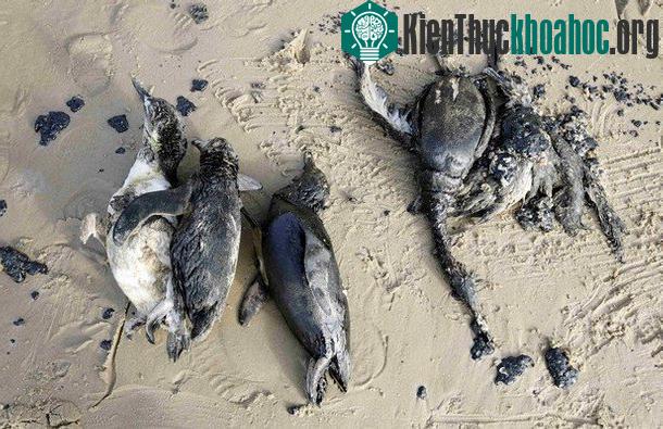 Những vụ chết tập thể kỳ bí
