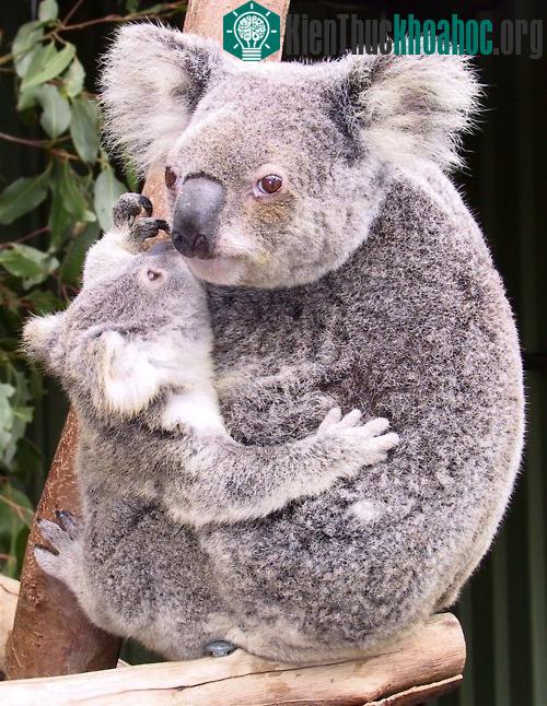 Những sự thật bất ngờ về loài gấu Koala