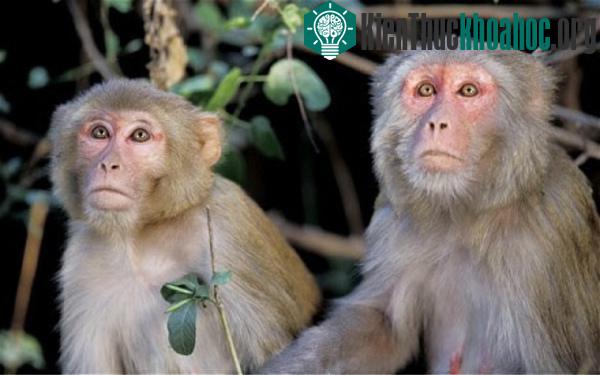 Khỉ Rhesus.&nbsp;