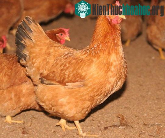 Những sự thật gây choáng về loài gà ít ai nghĩ đến