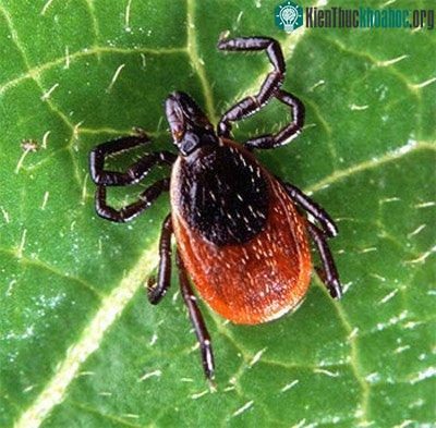 Tích thường ẩn nấp trong các tán lá thấp, bụi rậm hoặc bãi cỏ cao.&nbsp;(Ảnh: bioweb.edu)