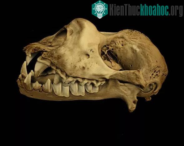 Hình chụp cắt lớp của dơi len móng ngựa Francis.