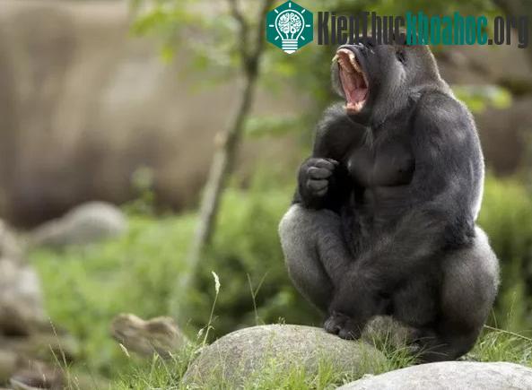 Cuộc đua “xem răng ai khỏe nhất” trong vương quốc động vật