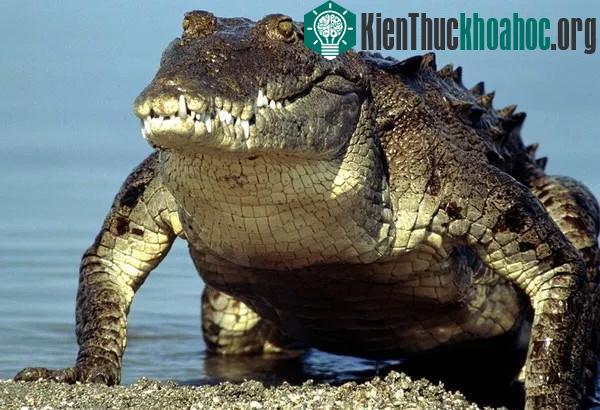 Lần đầu tiên khả năng ngủ "mắt nhắm mắt mở" được phát hiện trên cá sấu.