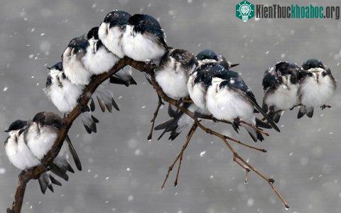 Những điều kỳ lạ về giấc ngủ động vật