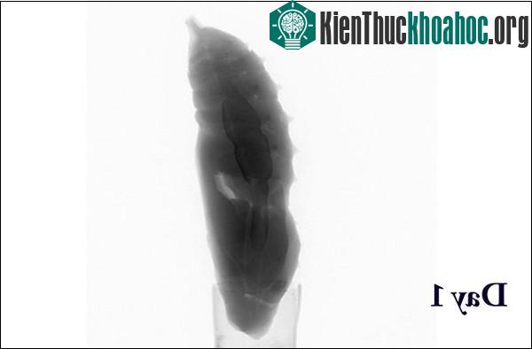 Sâu lột xác thành bướm như thế nào?- ảnh 4