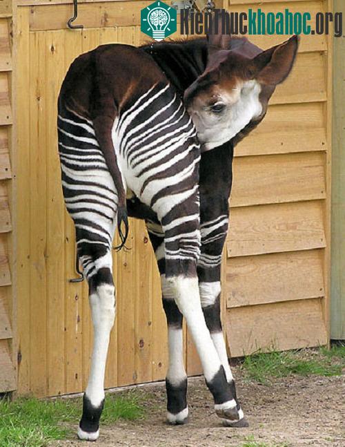 Loài Okapi ẩn hiện