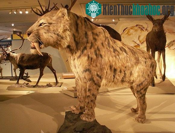 Mô hình một con hổ răng kiếm Smilodon.