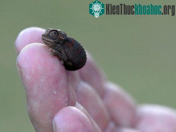 Kỳ lạ những loài động vật tí hon nhất thế giới- ảnh 4