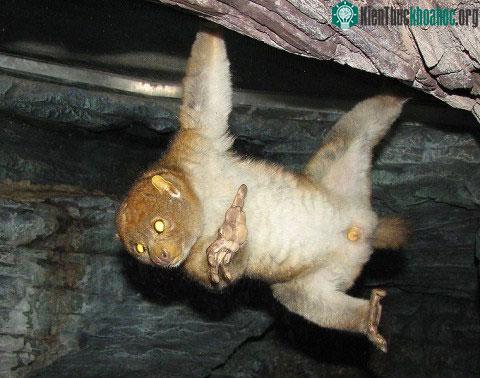 Vượn cáo tránh được những cú cắn chết&nbsp;người nhờ sự phòng vệ độc đáo.