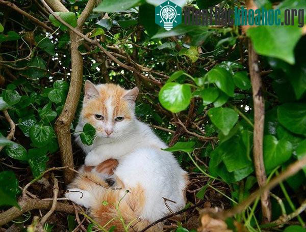 Khả năng kỳ lạ của mèo
