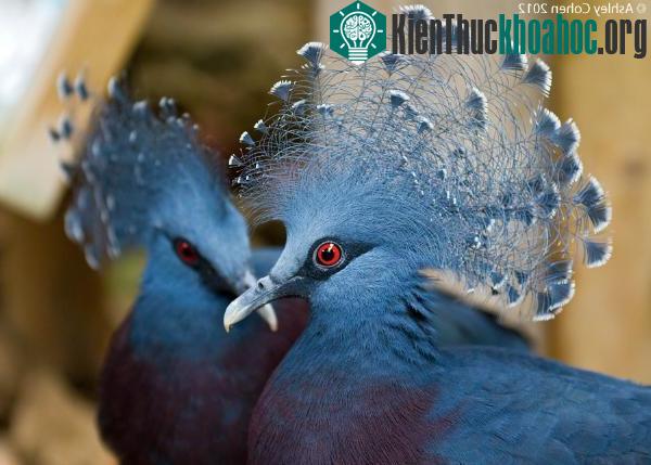 Kiểu tỏ tình lạ đời của Bồ câu mũ miện xanh