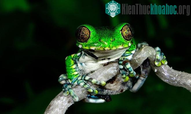 Sắc màu rực rỡ nổi bật của loài ếch cây