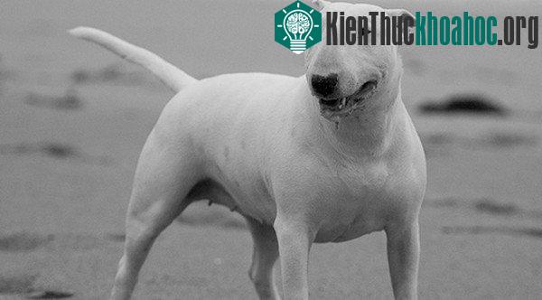 Bull Terrier
