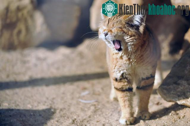 Khám phá thú vị về loài mèo duy nhất có thể sống trên sa mạc