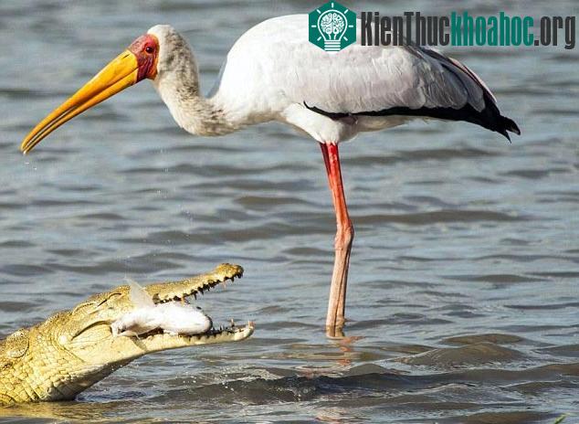 Cá sấu cướp mồi của "bạn" cò
