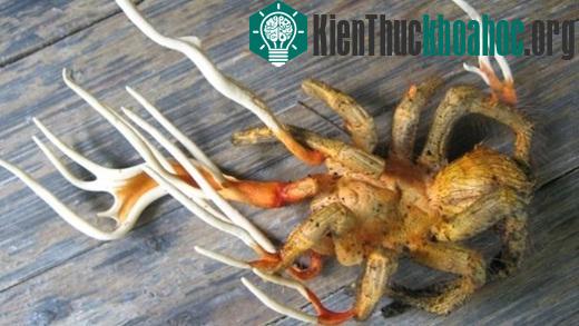 Hình ảnh một con nhện bị ký sinh trùng Cordyceps tấn công.