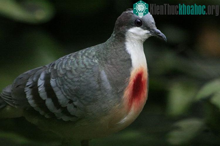 Loài chim bồ câu kỳ lạ với “trái tim rỉ máu” ở ngực