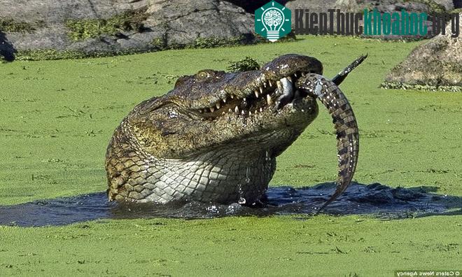 Cá sấu sông Nile nuốt chửng đồng loại không thương tiếc