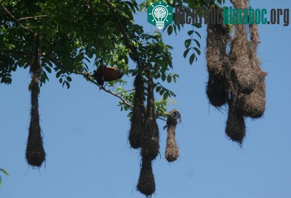 Kinh ngạc với những tổ chim kỳ lạ trên thế giới