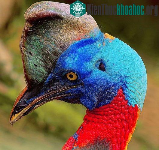 Những loài chim nguy hiểm nhất hành tinh
