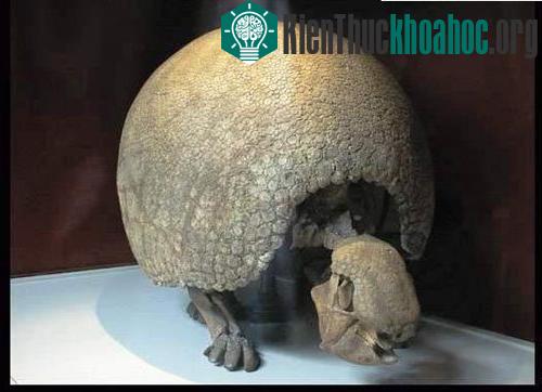 10 loài động vật tuyệt chủng thời cổ đại có hi vọng hồi sinh