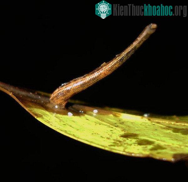 Kinh ngạc trước khả năng siêu anh hùng ở các loài động vật