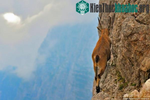 Bất ngờ trước khả năng leo núi của loài dê