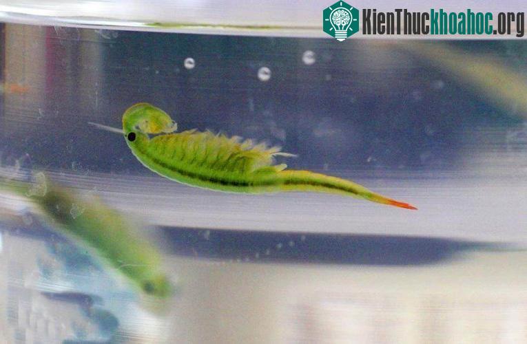 2 loài động vật thời cổ đại hiếm thấy vừa tái xuất