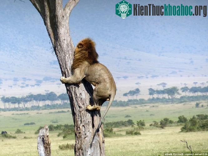 Kinh ngạc với cảnh sư tử sợ hãi leo lên cây chạy trốn bầy trâu rừng hung dữ