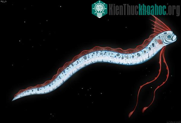 Loài "rồng biển" có khả năng dự báo động đất trôi vào biển Việt Nam