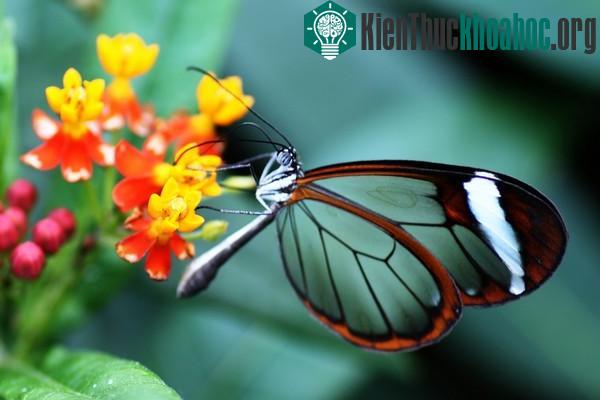 Khám phá loài bướm có đôi cánh như pha lê