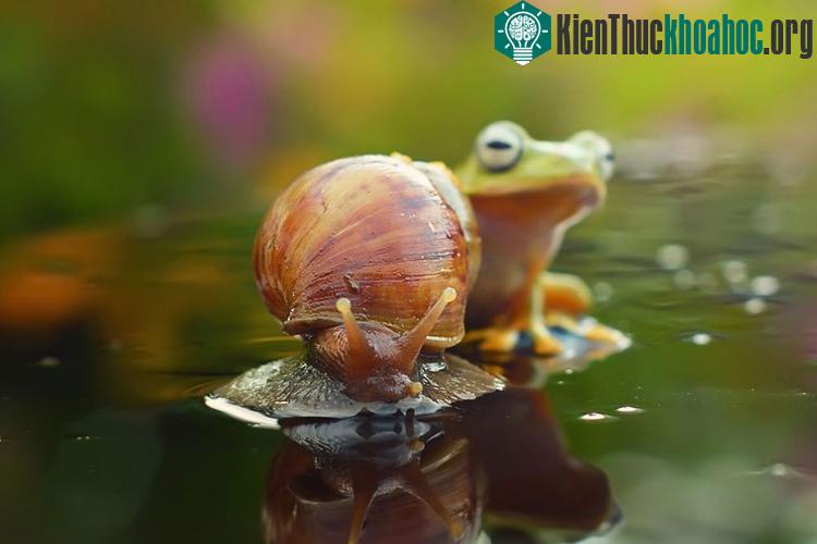 Ếch ranh mãnh bắt sên cõng qua hồ