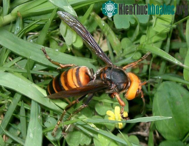 Chân dung ong khổng lồ giết người hàng loạt ở châu Á