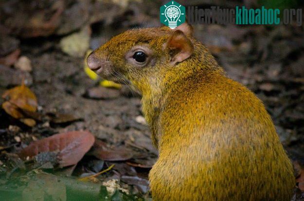 Khám phá những khả năng khó tin của động vật